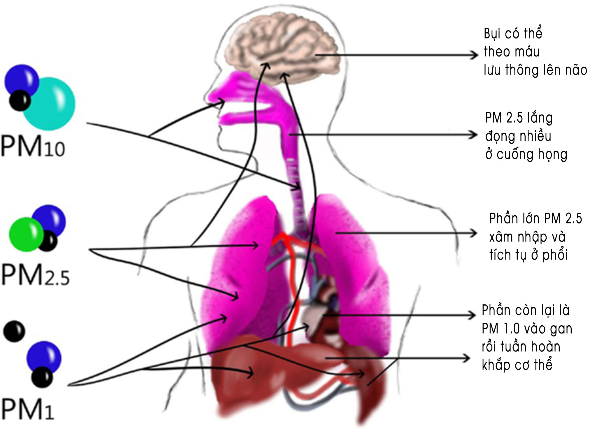 Bụi mịn nguy hiểm đến sức khỏe con người